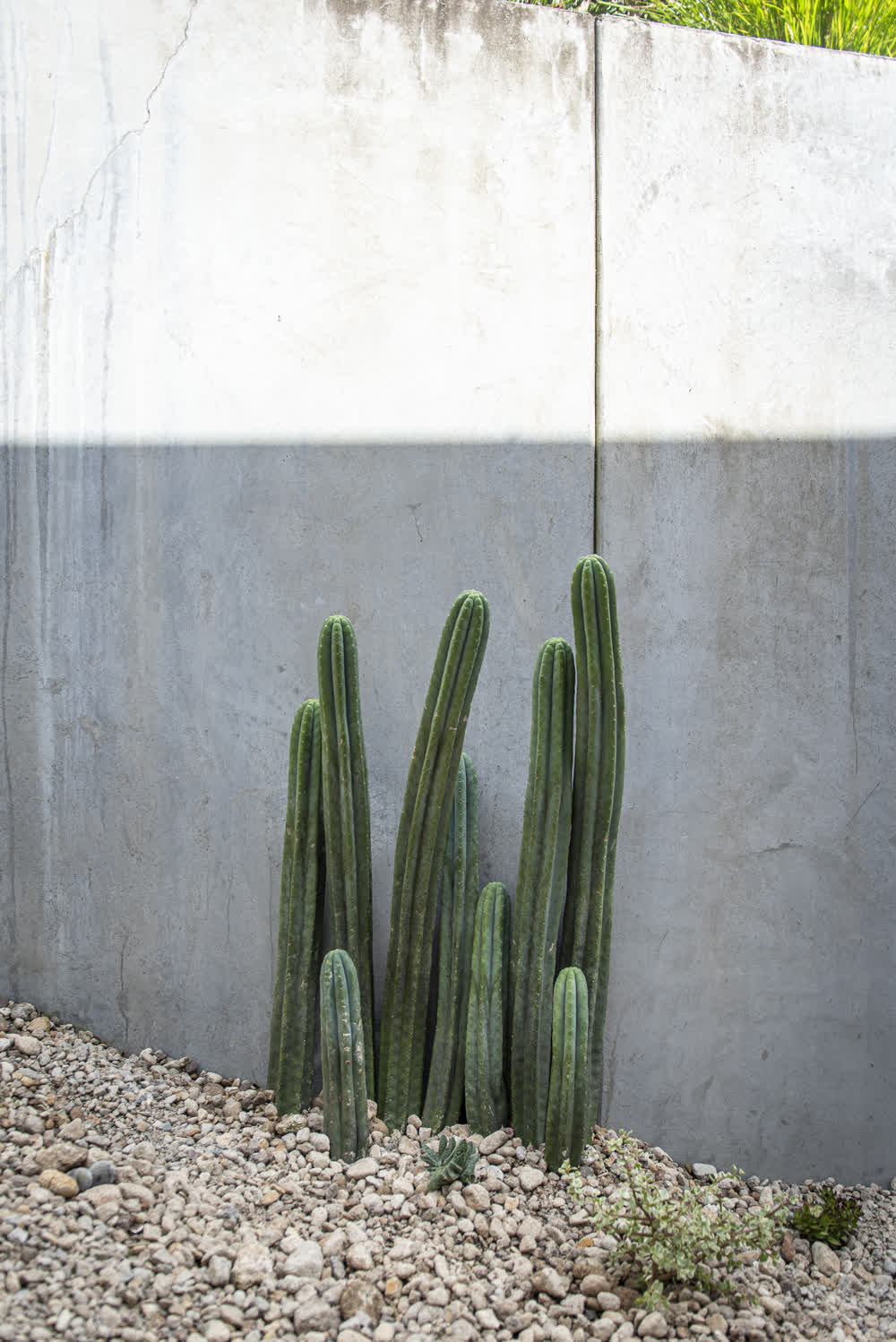 Cacti in desert-style stone garden